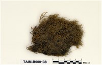 藏品(偏蒴苔屬)的圖片